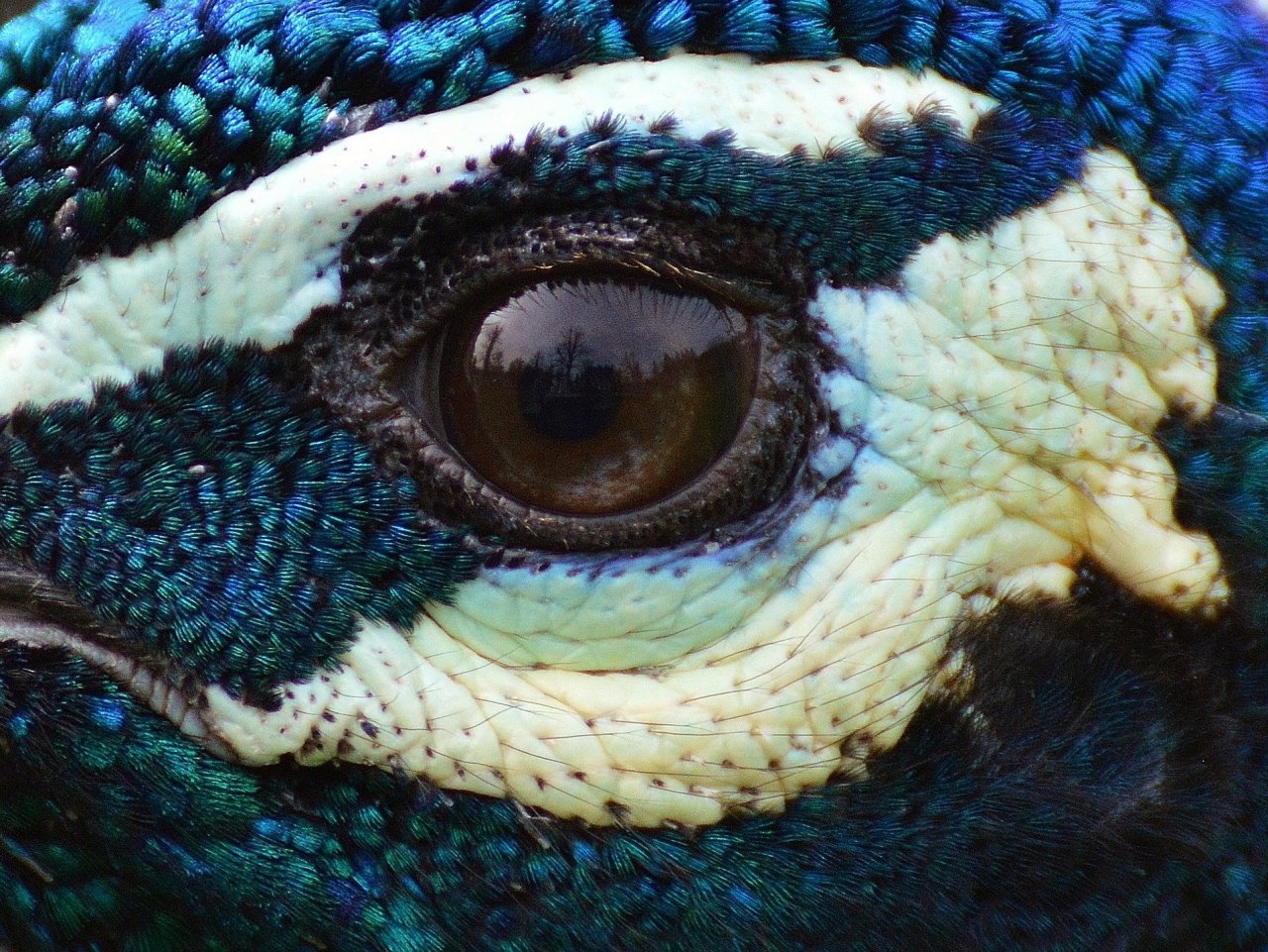 Peacock’s eye jigsaw puzzle