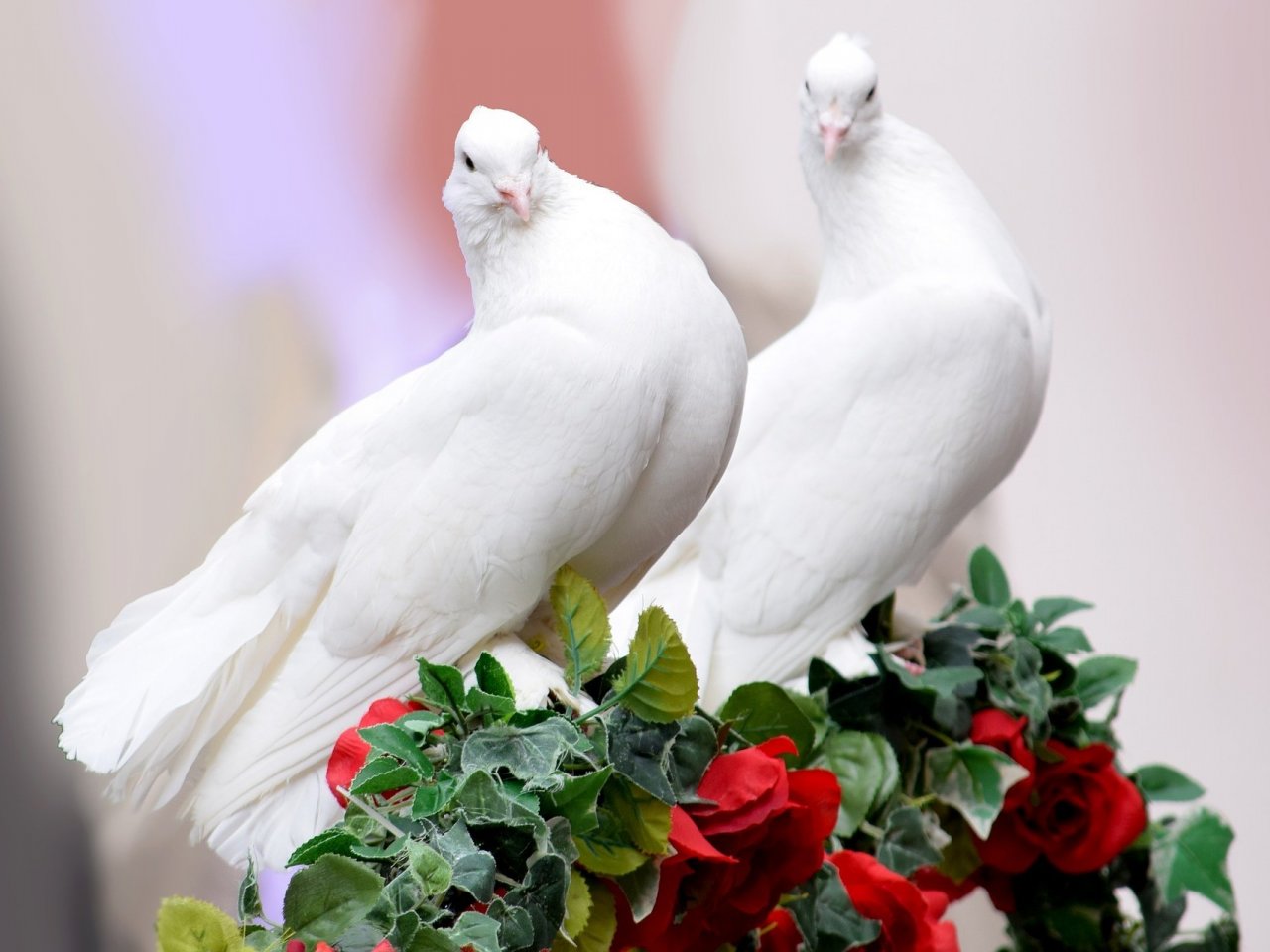 Two white pigeons jigsaw puzzle