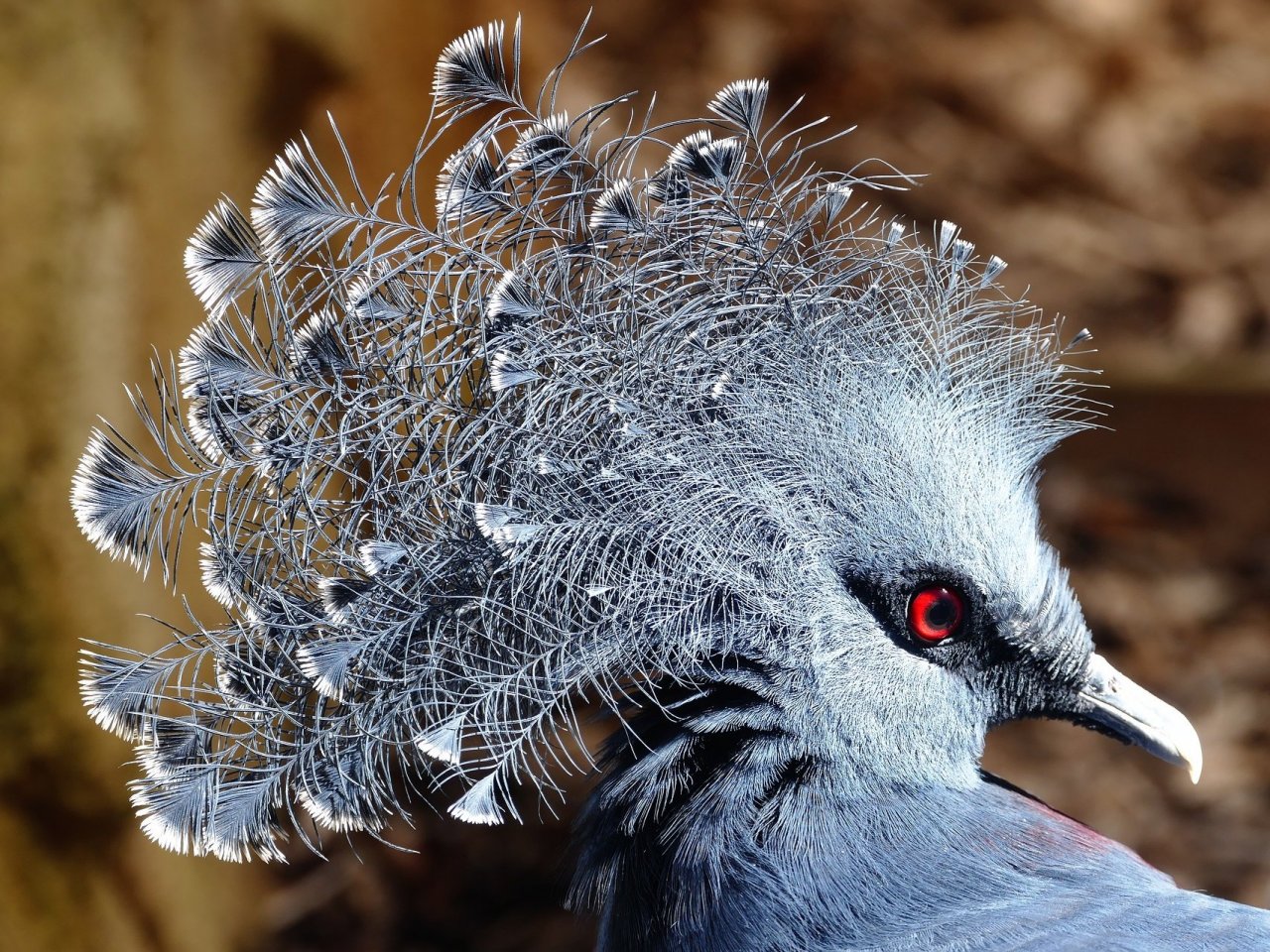 Western Crowned Pigeon jigsaw puzzle