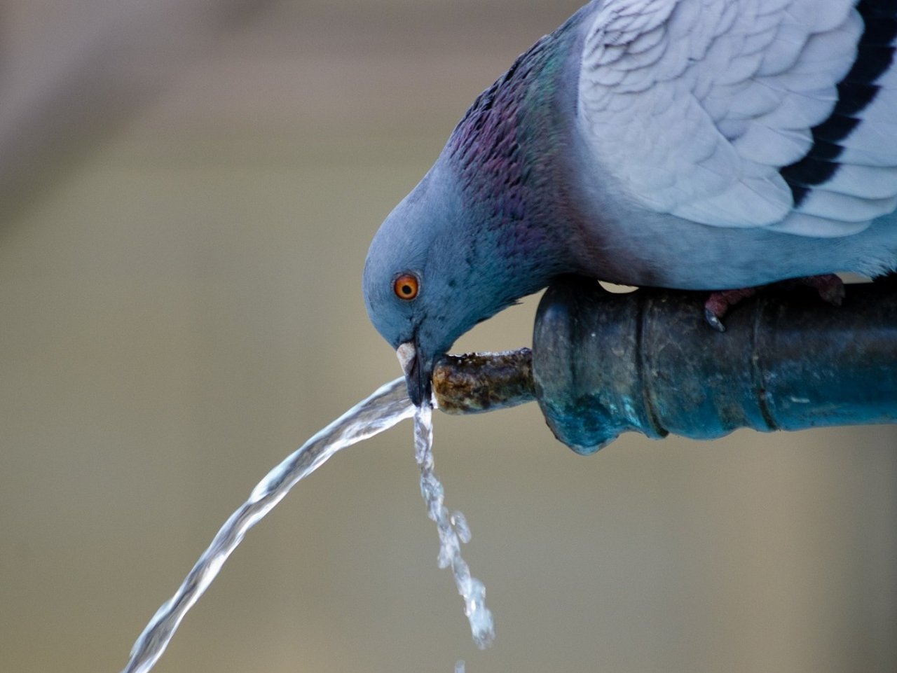 Pigeon drinking water jigsaw puzzle