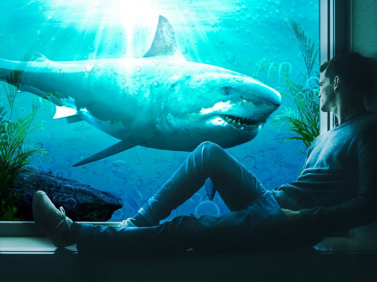 Shark behind the glass jigsaw puzzle