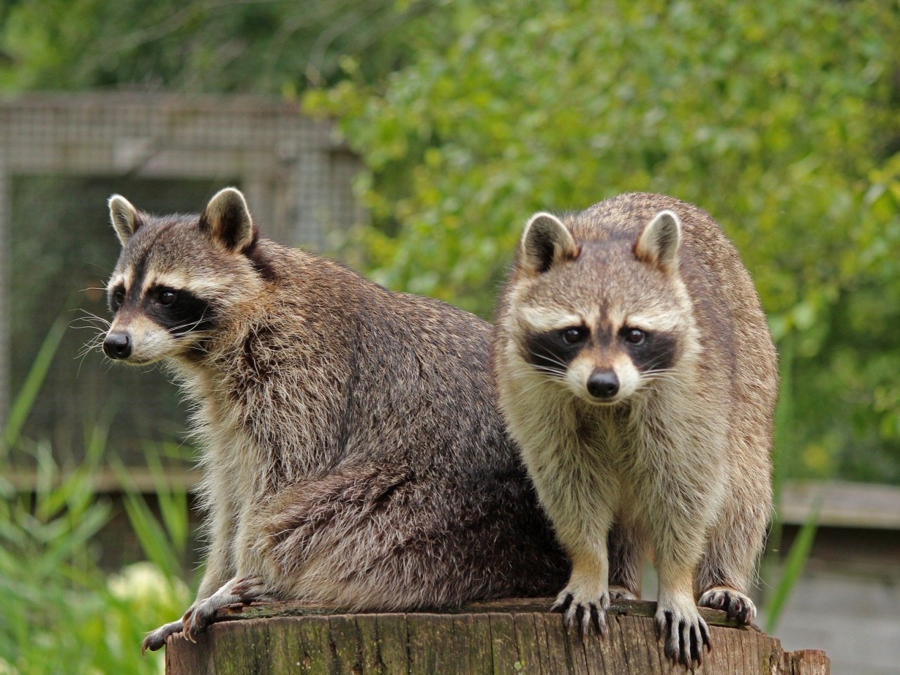 Two Little Raccoons jigsaw puzzle