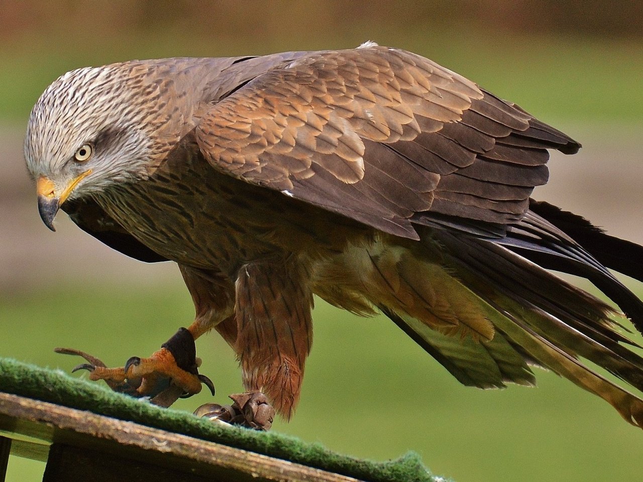 The red kite jigsaw puzzle