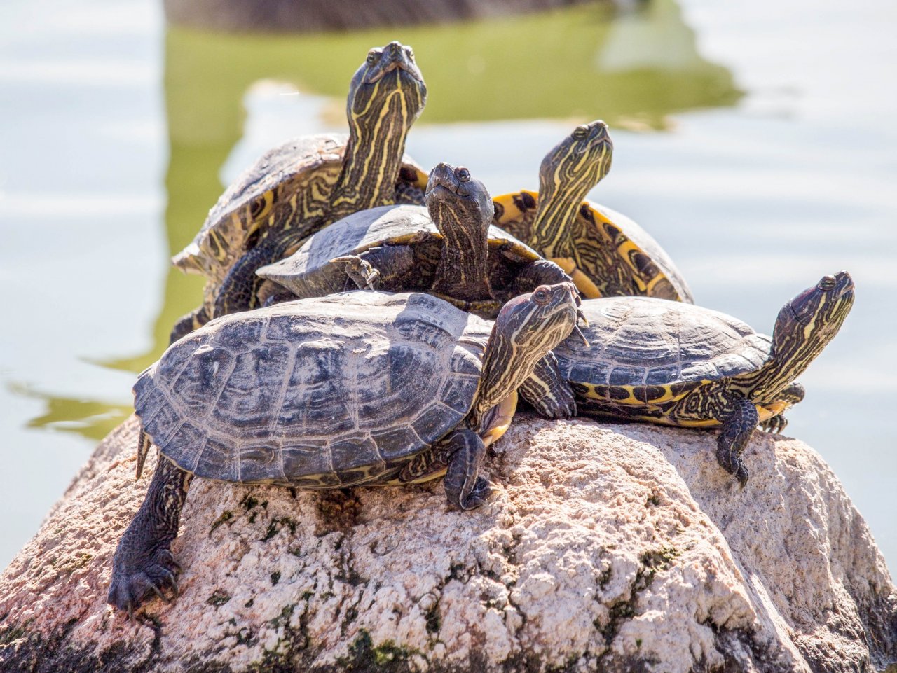Turtles on the stone jigsaw puzzle