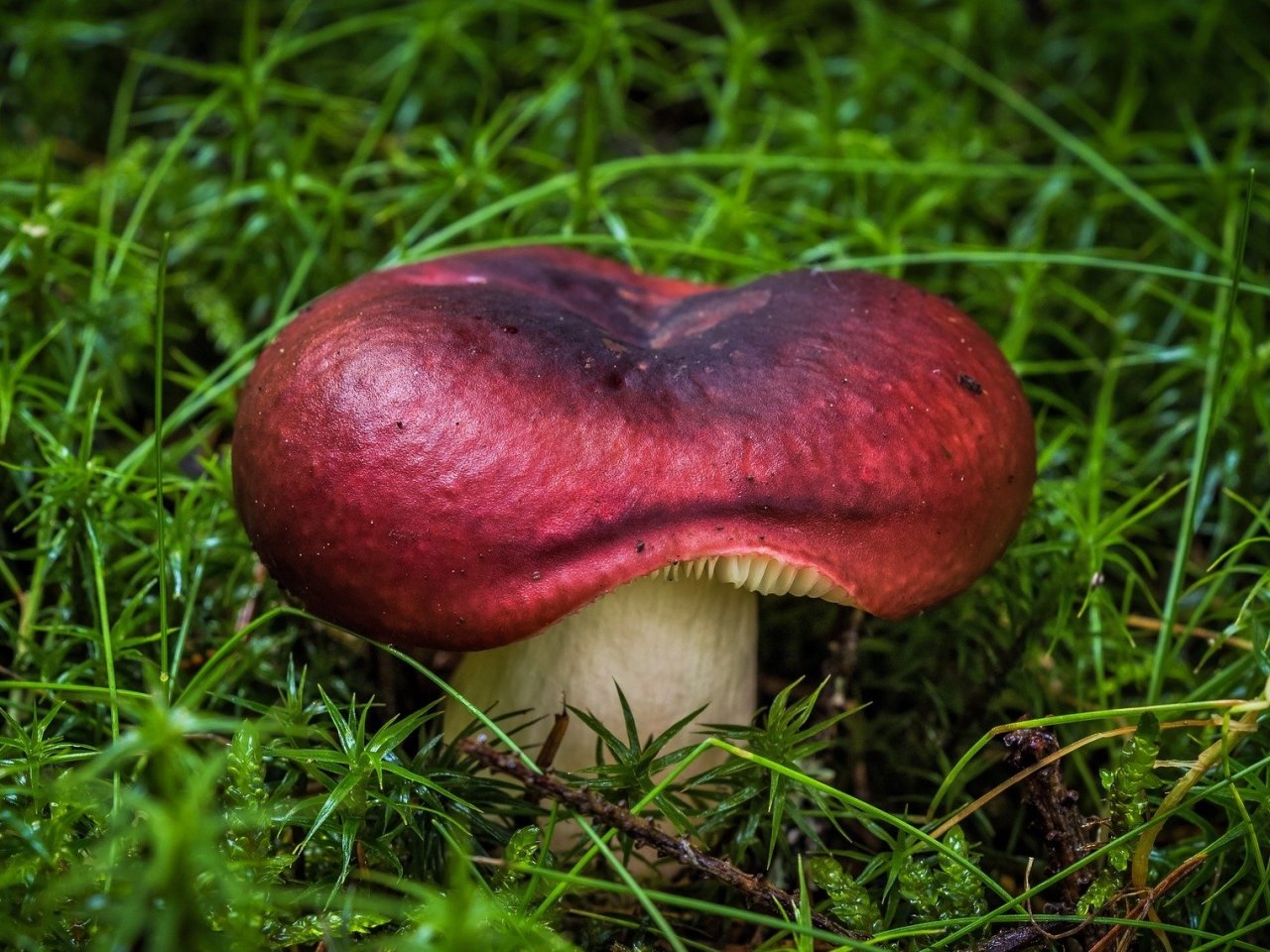 Russula jigsaw puzzle