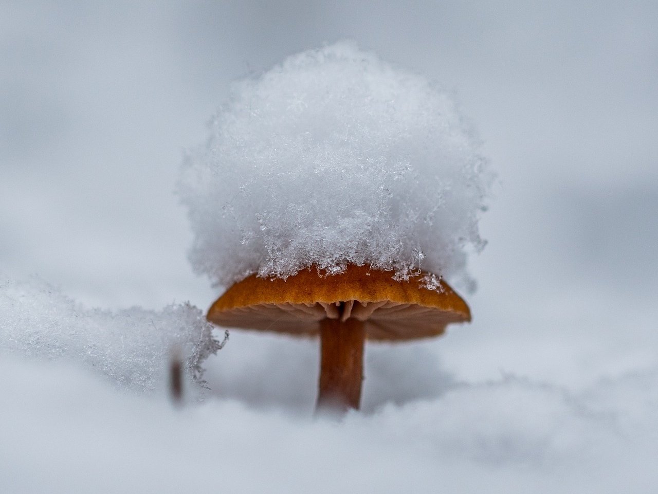 Mushroom in the snow jigsaw puzzle