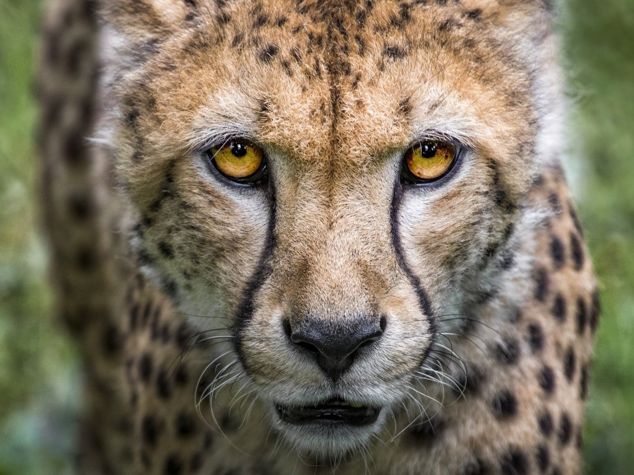 Cheetah jigsaw puzzle