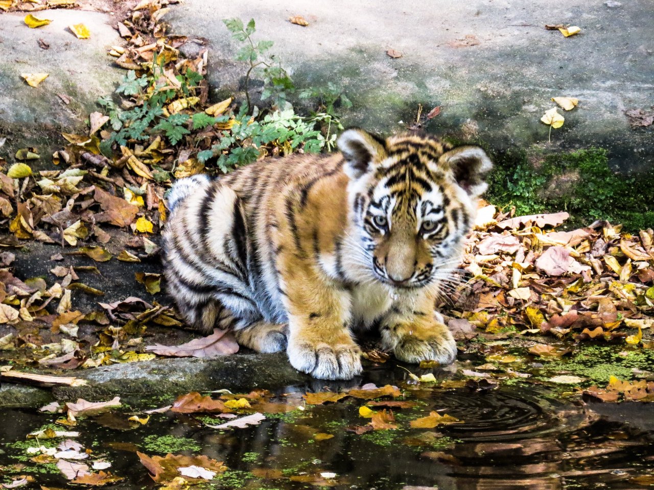 Little Baby Tiger jigsaw puzzle
