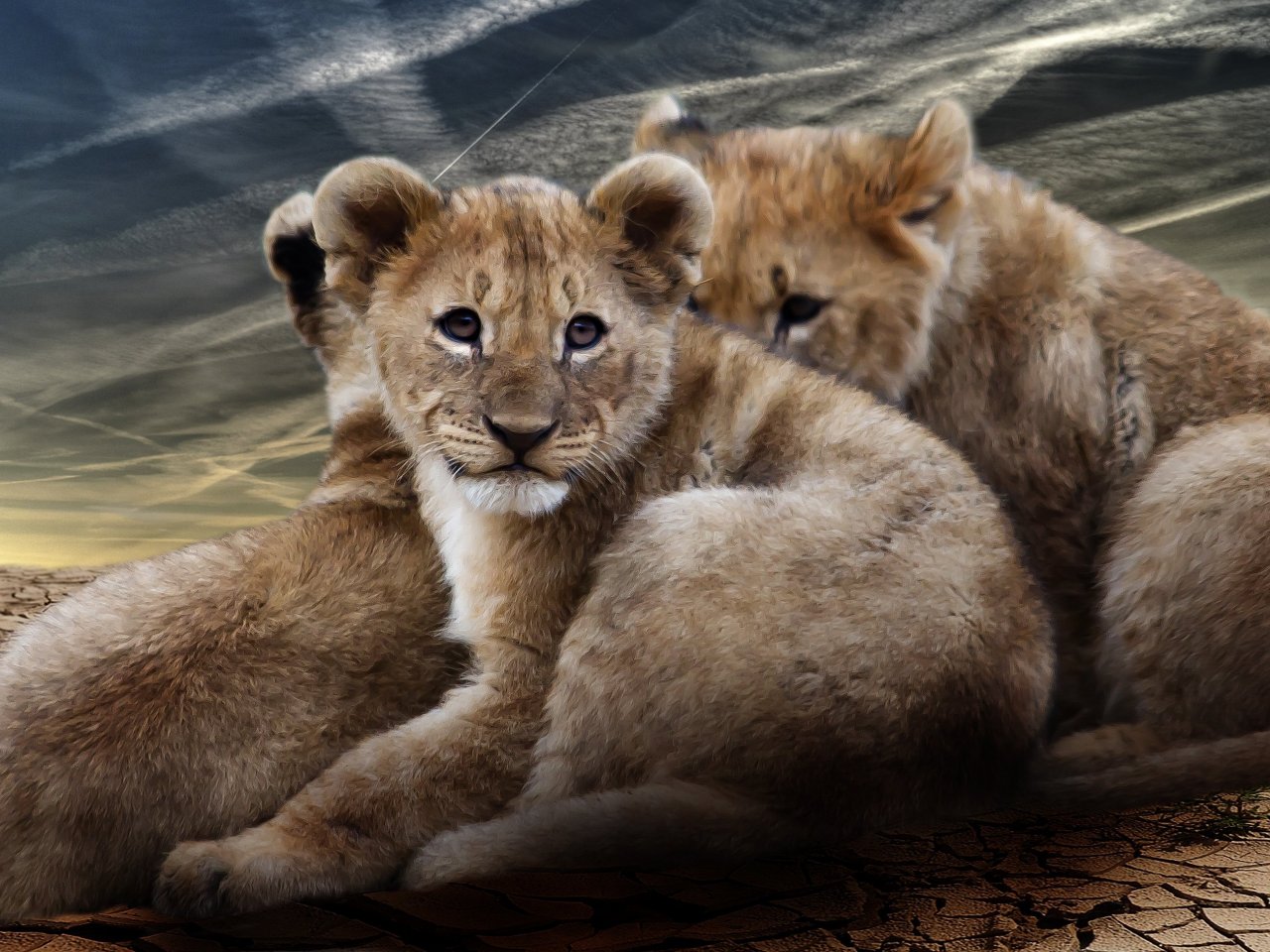 Baby Lions jigsaw puzzle