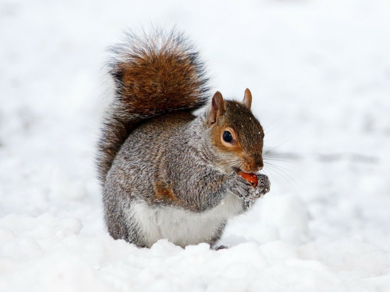 Squirrel on the snow jigsaw puzzle