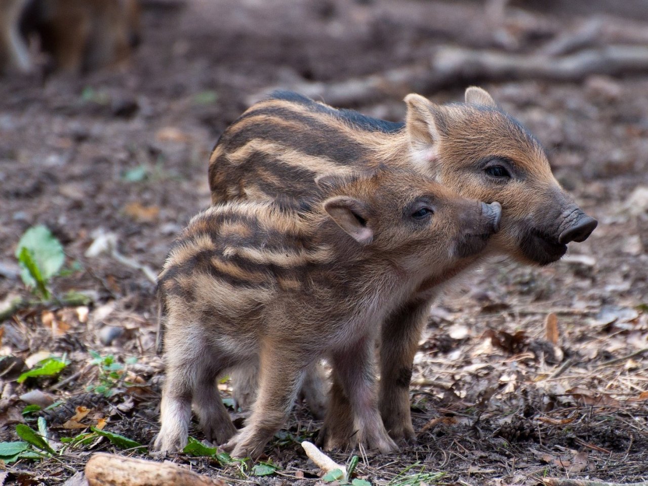 Two little boars jigsaw puzzle