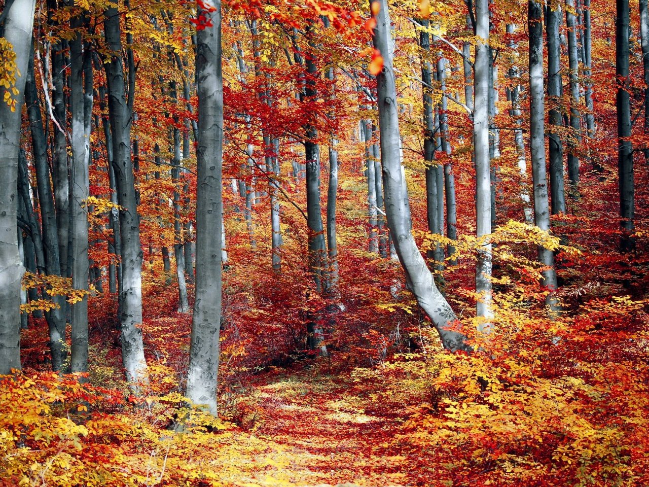 Autumn forest jigsaw puzzle