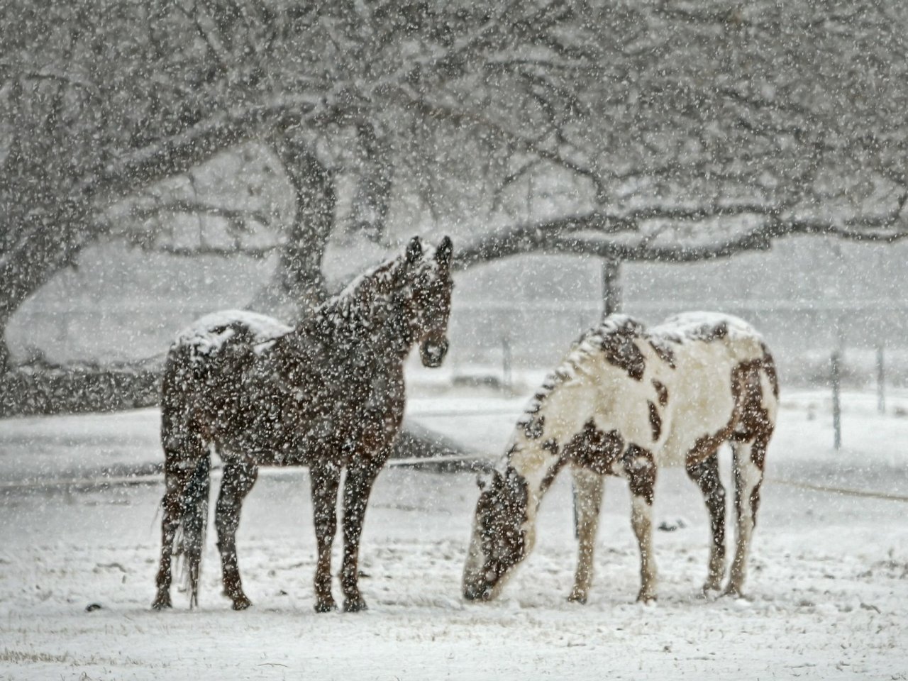 Winter Horses Online Jigsaw Puzzle