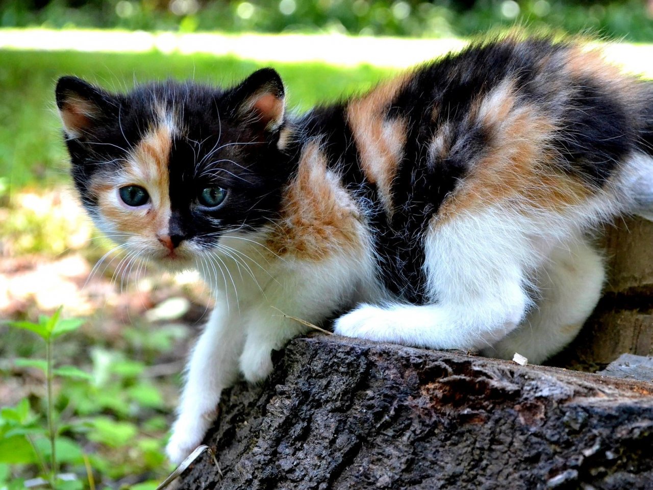 Известно что трехшерстные кошки. Трехцветная черепаховая кошка. Трёхцветная кошка Крысолов. Британская короткошёрстная кошка трехцветная. Трехцветная кошка с котятами.