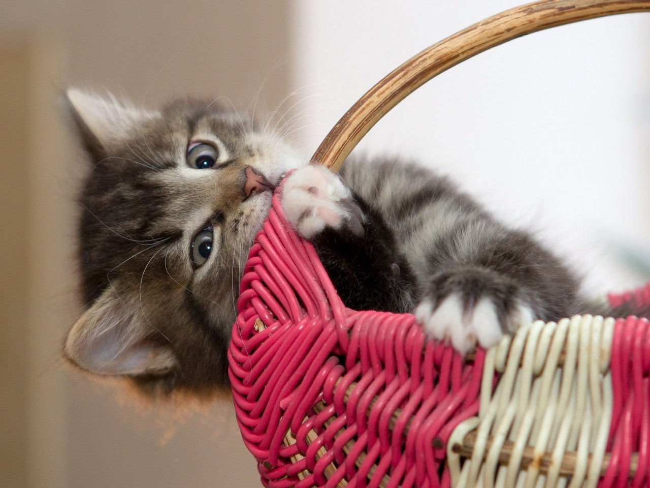 Kitten in a Basket Online Jigsaw Puzzle