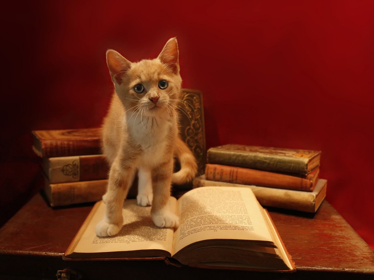 Kitten on the Books Online Jigsaw Puzzle