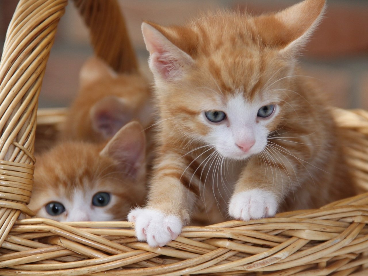 Red Kittens in a Basket Online Jigsaw Puzzle
