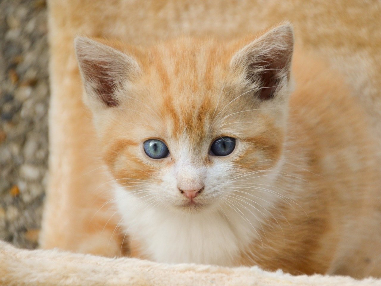 Red Cute Kitten Online Jigsaw Puzzle