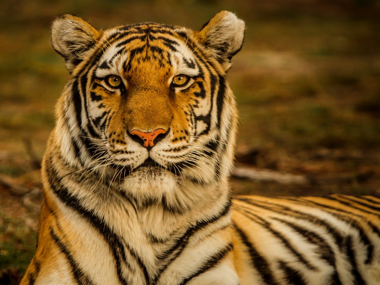 Beautiful Tiger Online Jigsaw Puzzle