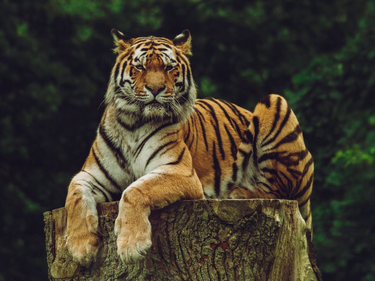 Sitting Tiger Online Jigsaw Puzzle