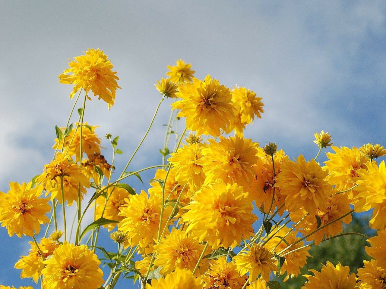 Yellow Flowers Online Jigsaw Puzzle