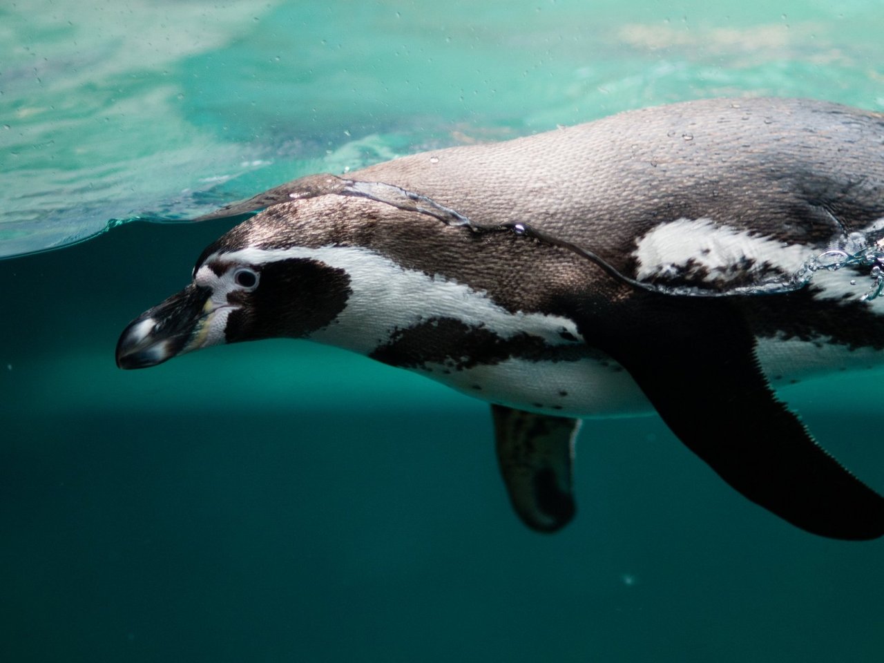 Swimming Penguin Online Jigsaw Puzzle