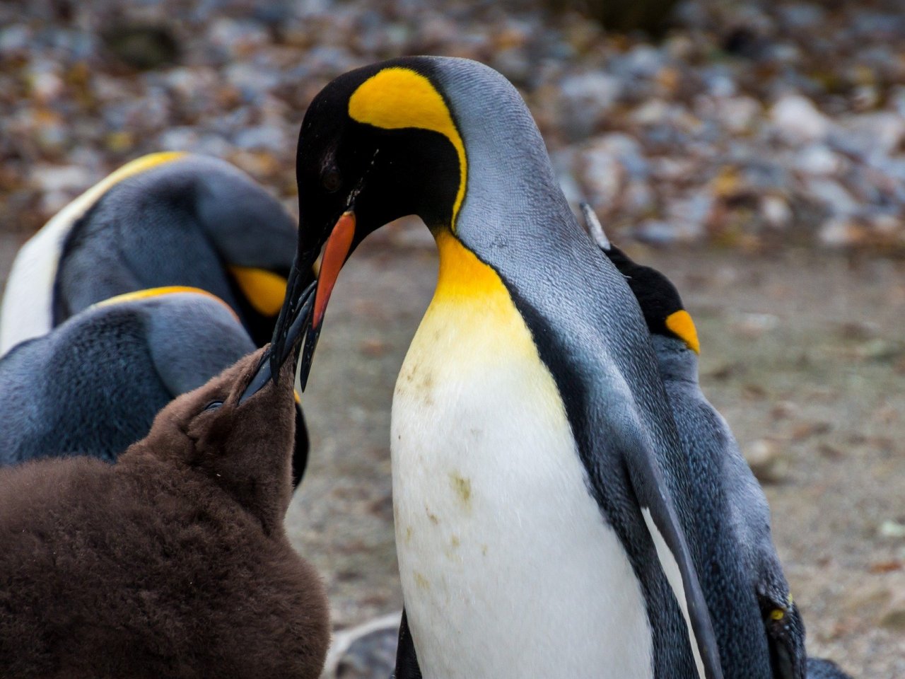 Penguin Feeding Online Jigsaw Puzzle