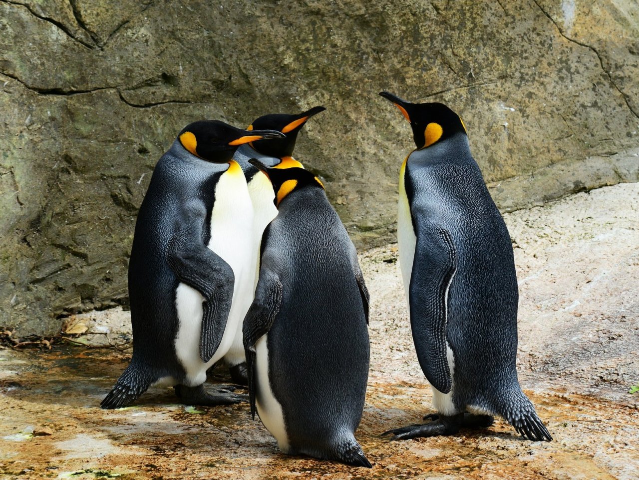 Four Penguins Online Jigsaw Puzzle