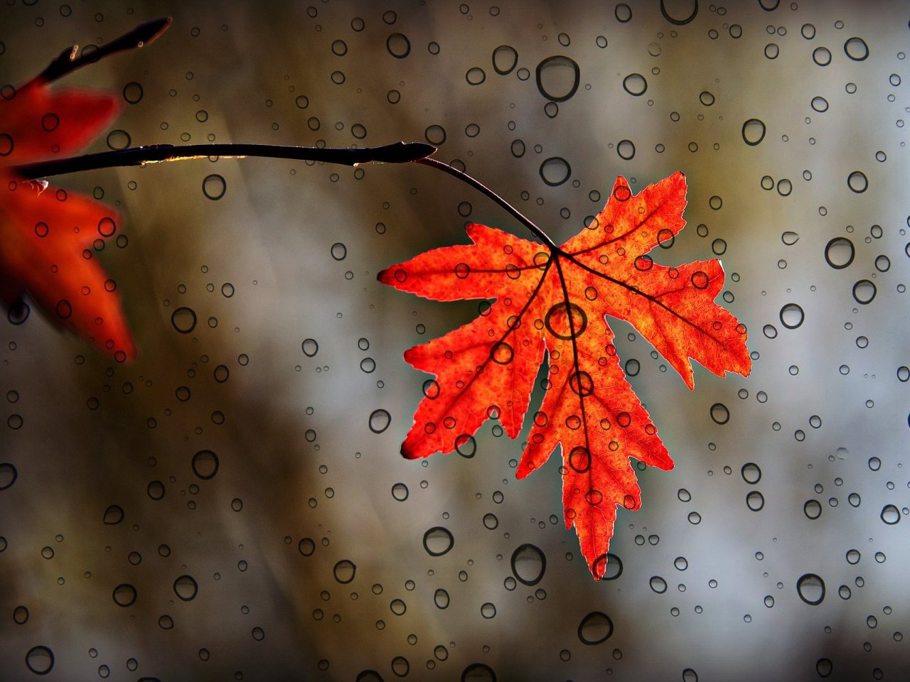 This Autumn Leaf Online Jigsaw Puzzle - collect free online jigsaw puzzles