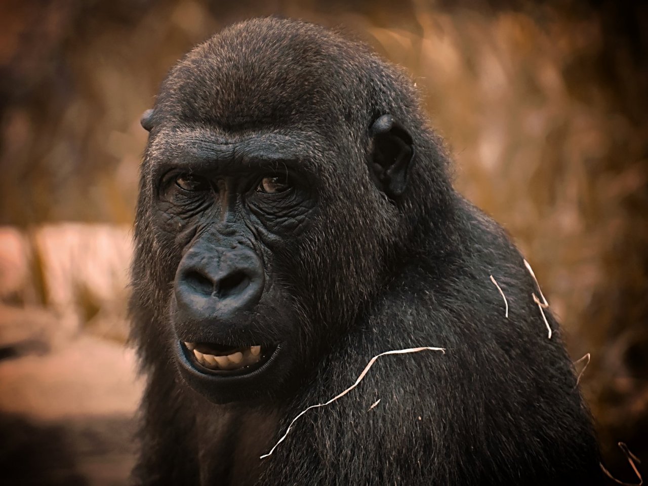 Portrait of a Gorilla Online Jigsaw Puzzle
