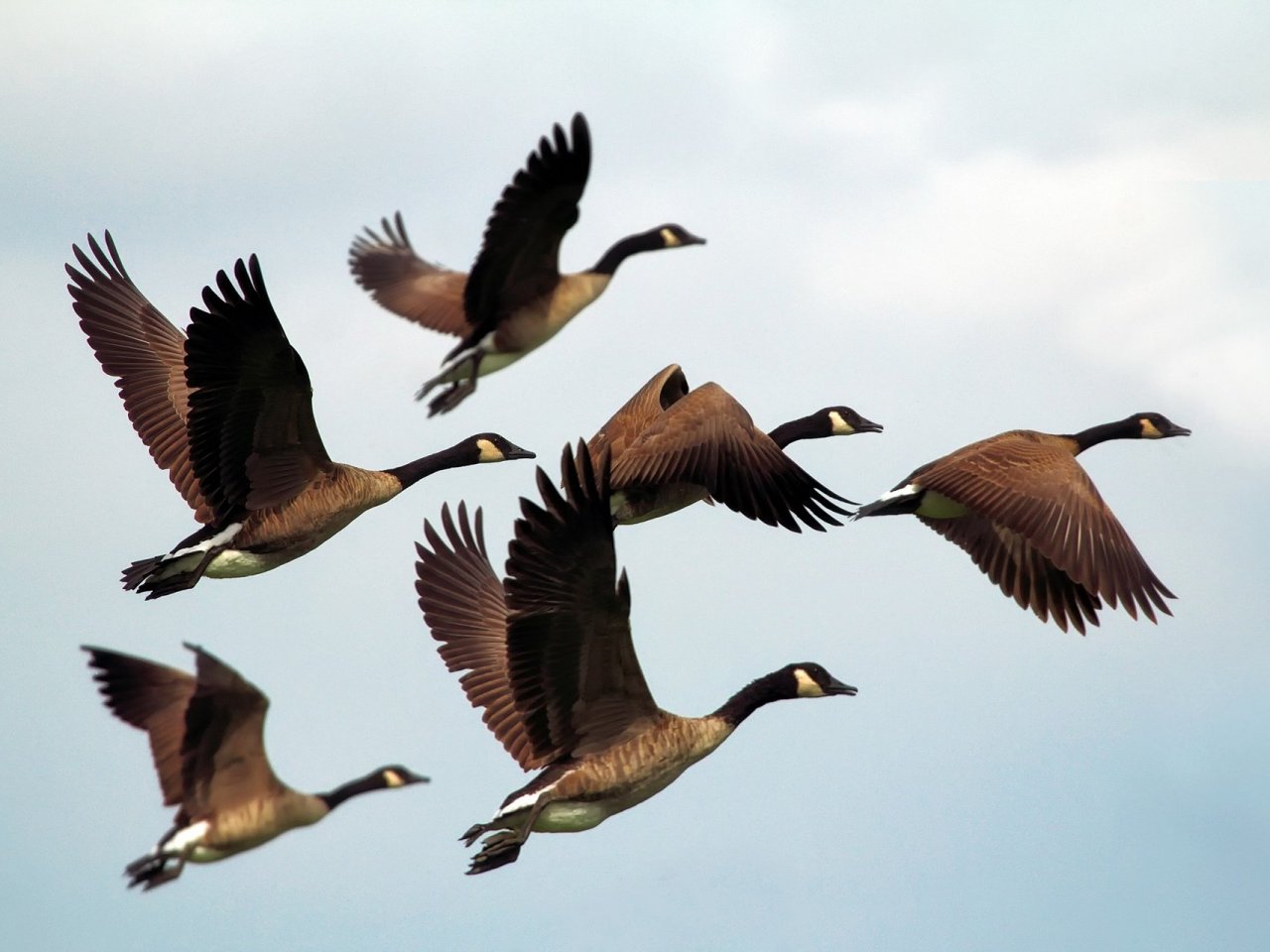 Flock of Geese Online Jigsaw Puzzle