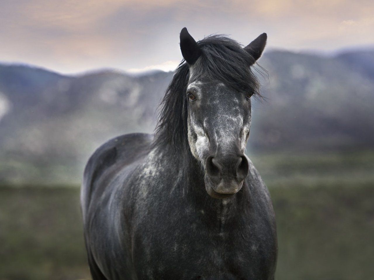 Gorgeous Horse in the Mountains Online Jigsaw Puzzle