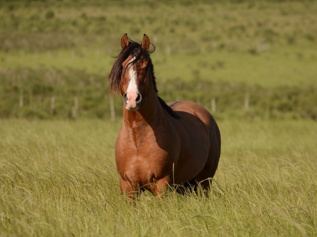 Wild Horse in the Field Online Jigsaw Puzzle