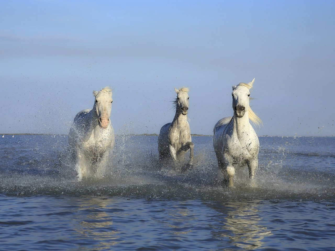 Three Horses in the Sea Online Jigsaw Puzzle