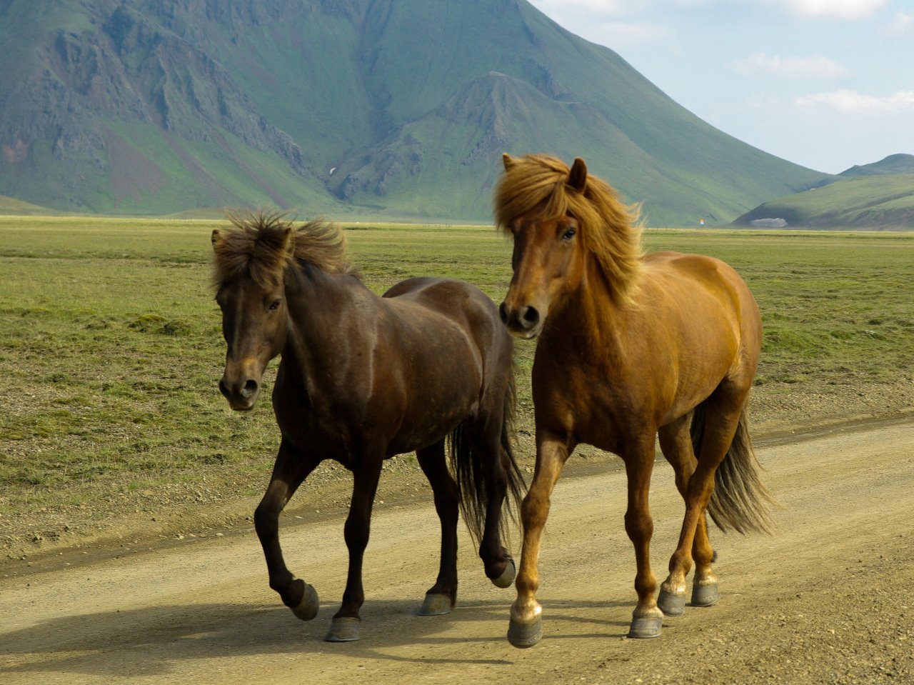 Two Horses on a Mountain Road Online Jigsaw Puzzle