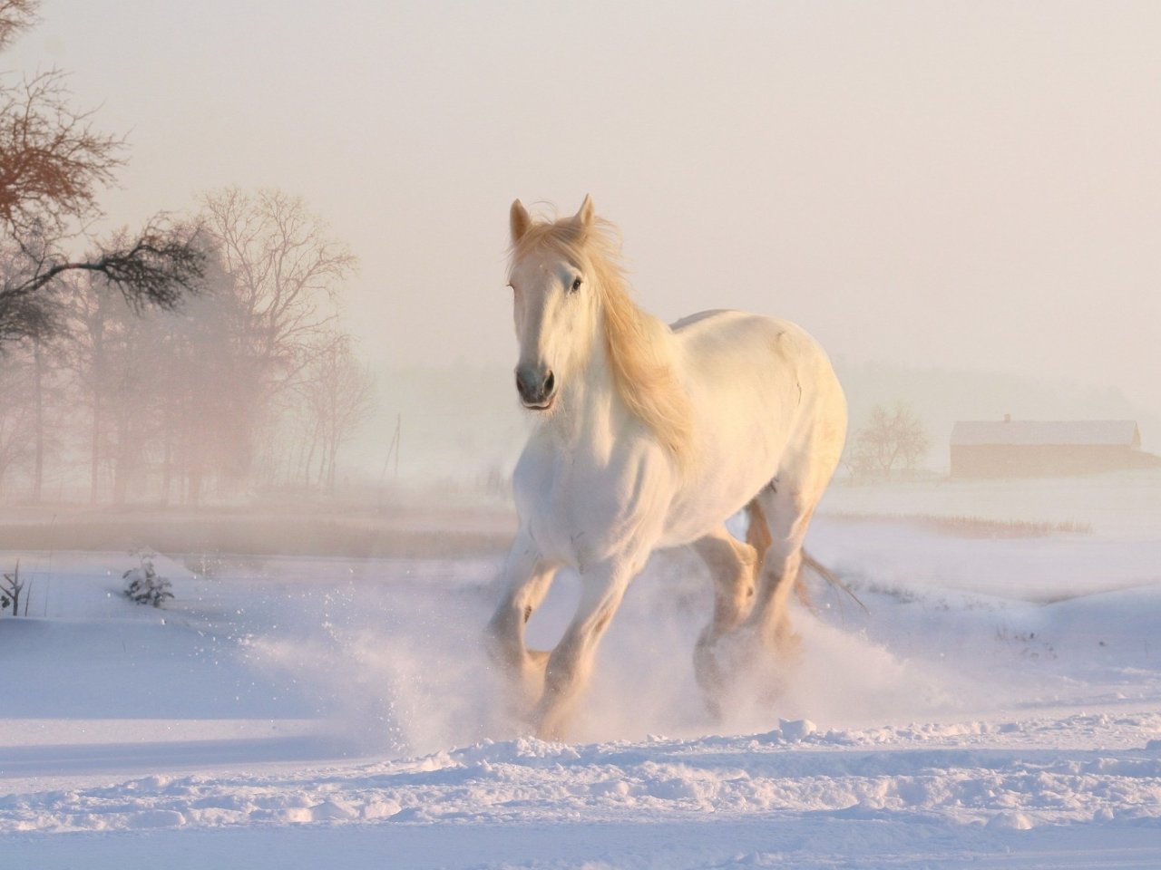 White Horse in the Snow Online Jigsaw Puzzle