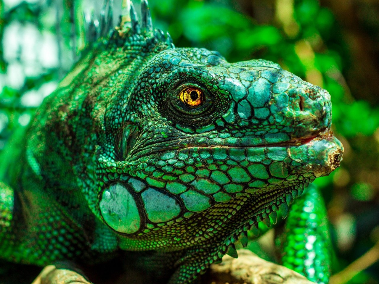 Big Green Iguana Online Jigsaw Puzzle