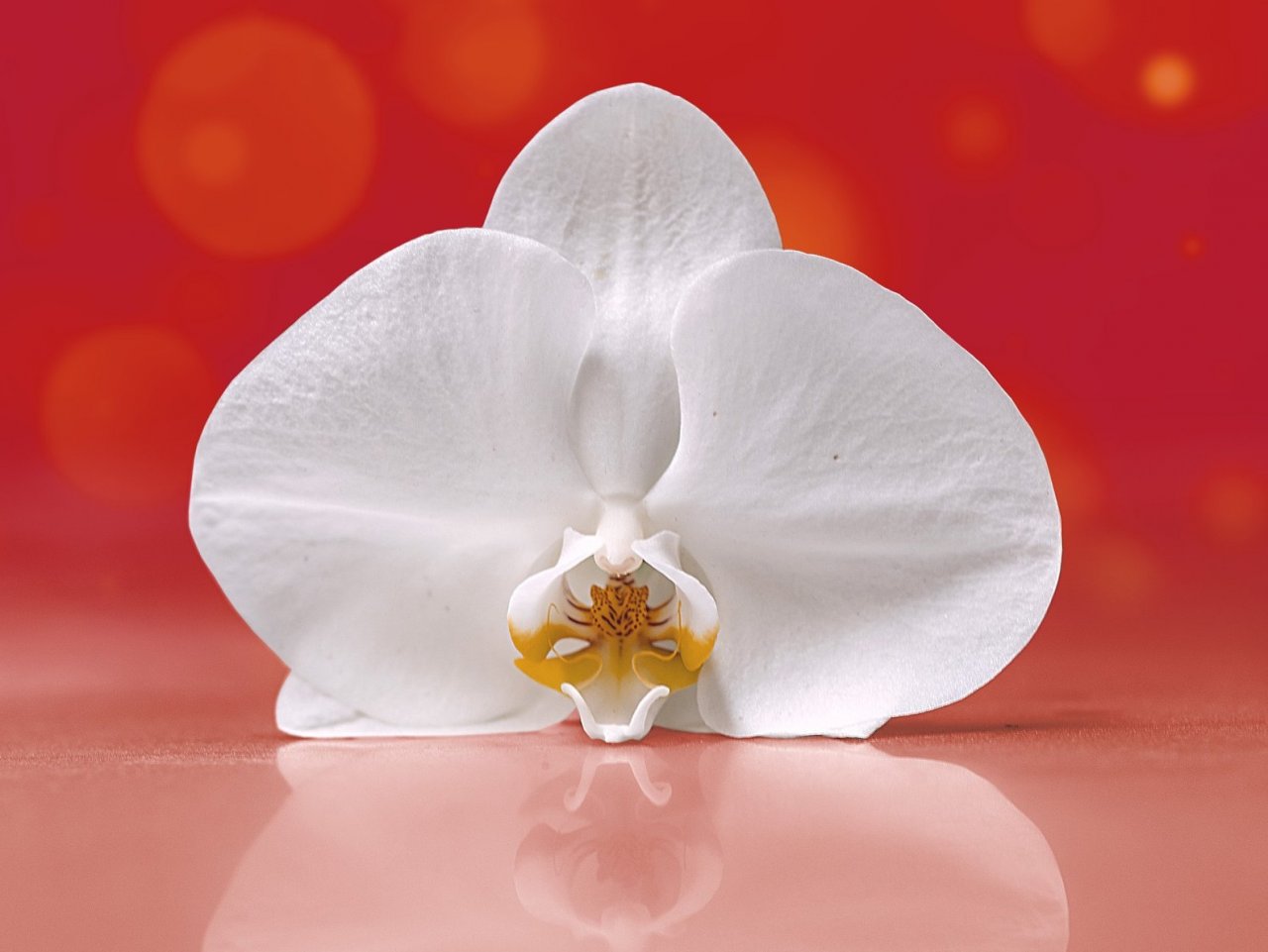 White Orchid Online Jigsaw Puzzle