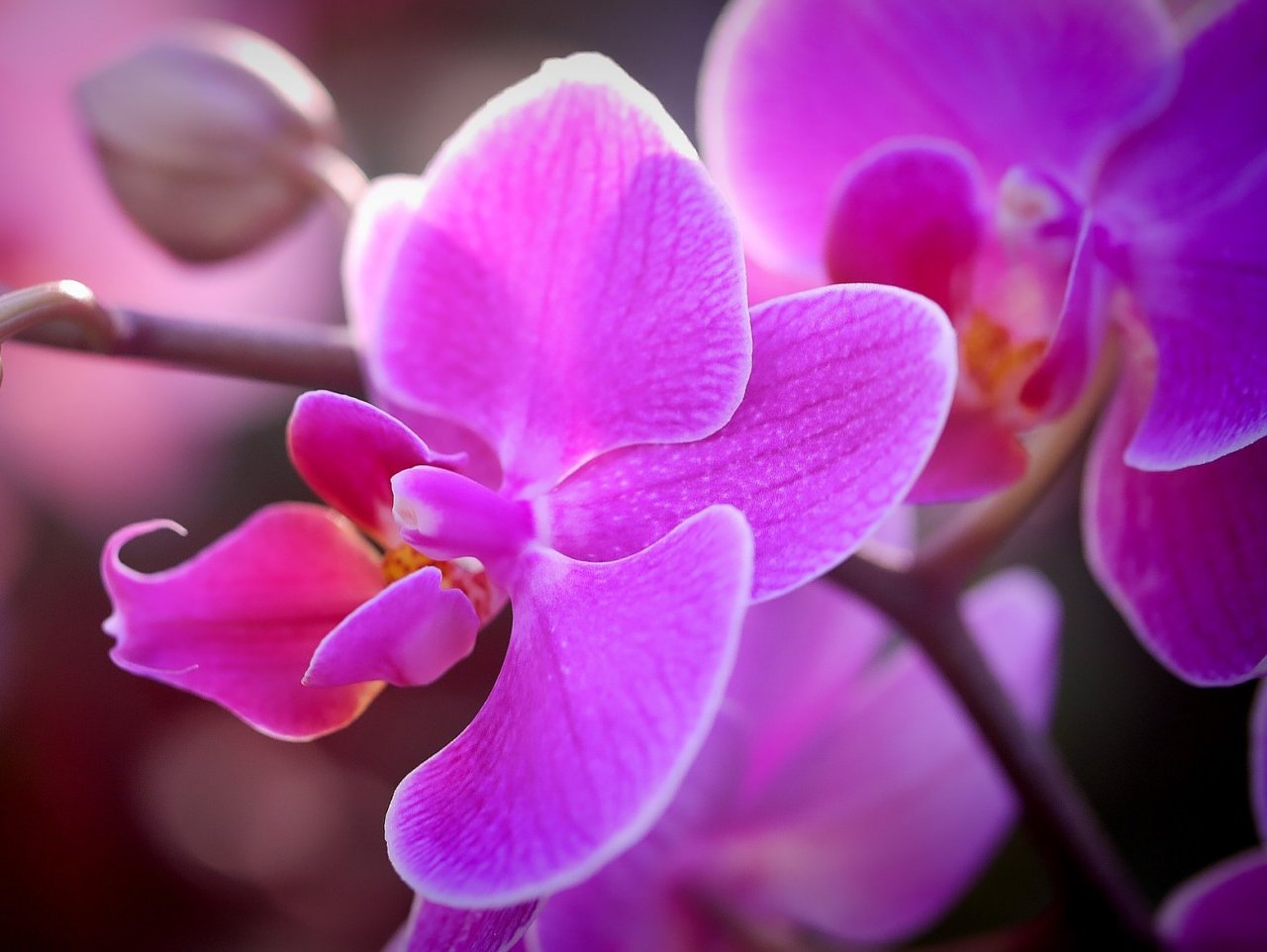 Purple Orchid Online Jigsaw Puzzle