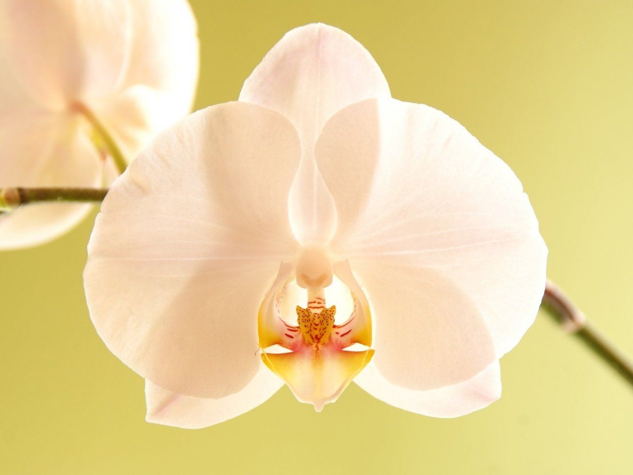 Tender Orchid Online Jigsaw Puzzle