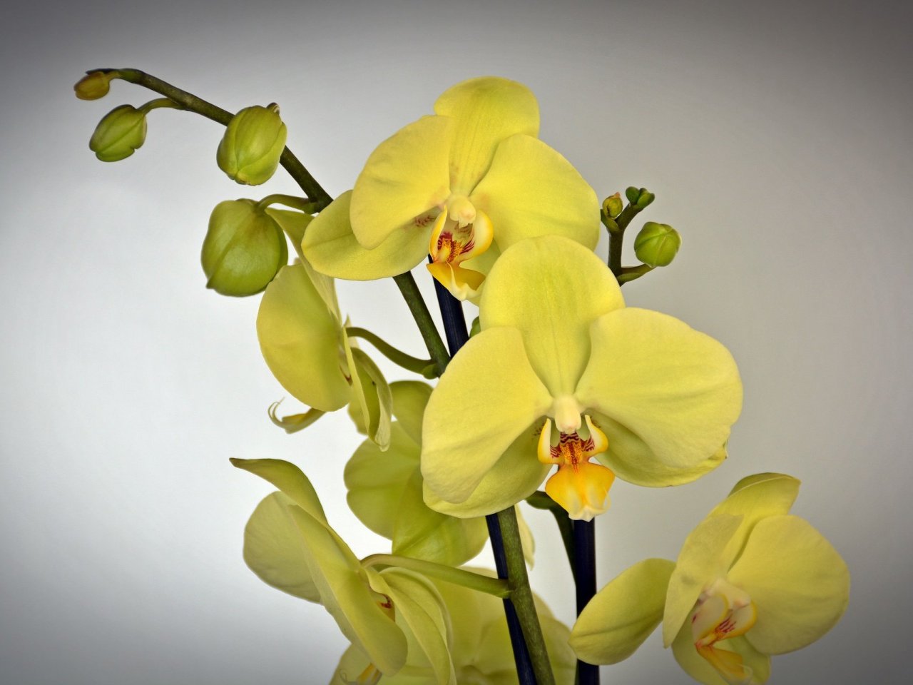 Yellow Orchid Online Jigsaw Puzzle