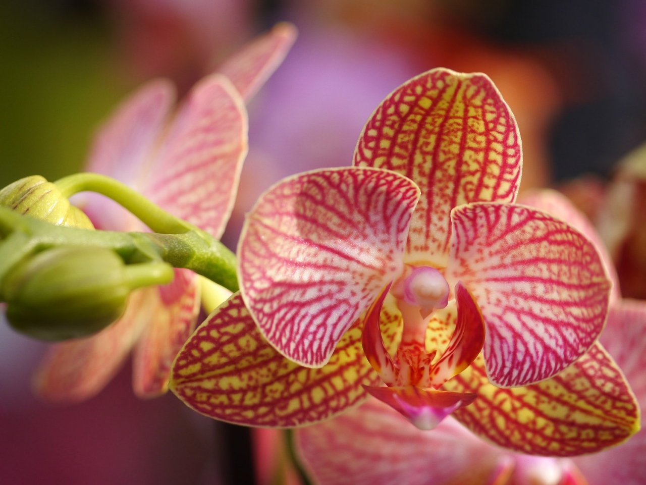 Beautiful Orchid Online Jigsaw Puzzle