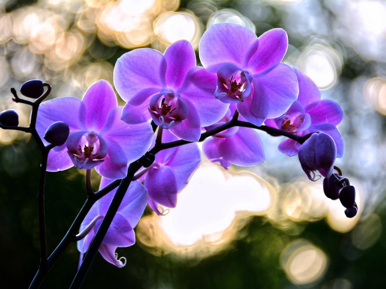 Lilac Orchid Online Jigsaw Puzzle
