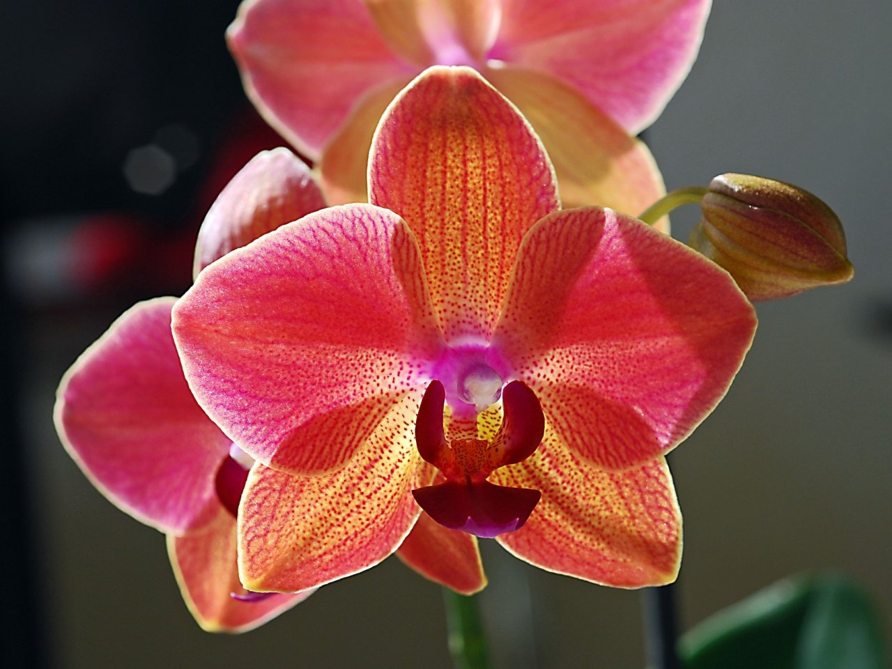 Bright Orchid Online Jigsaw Puzzle