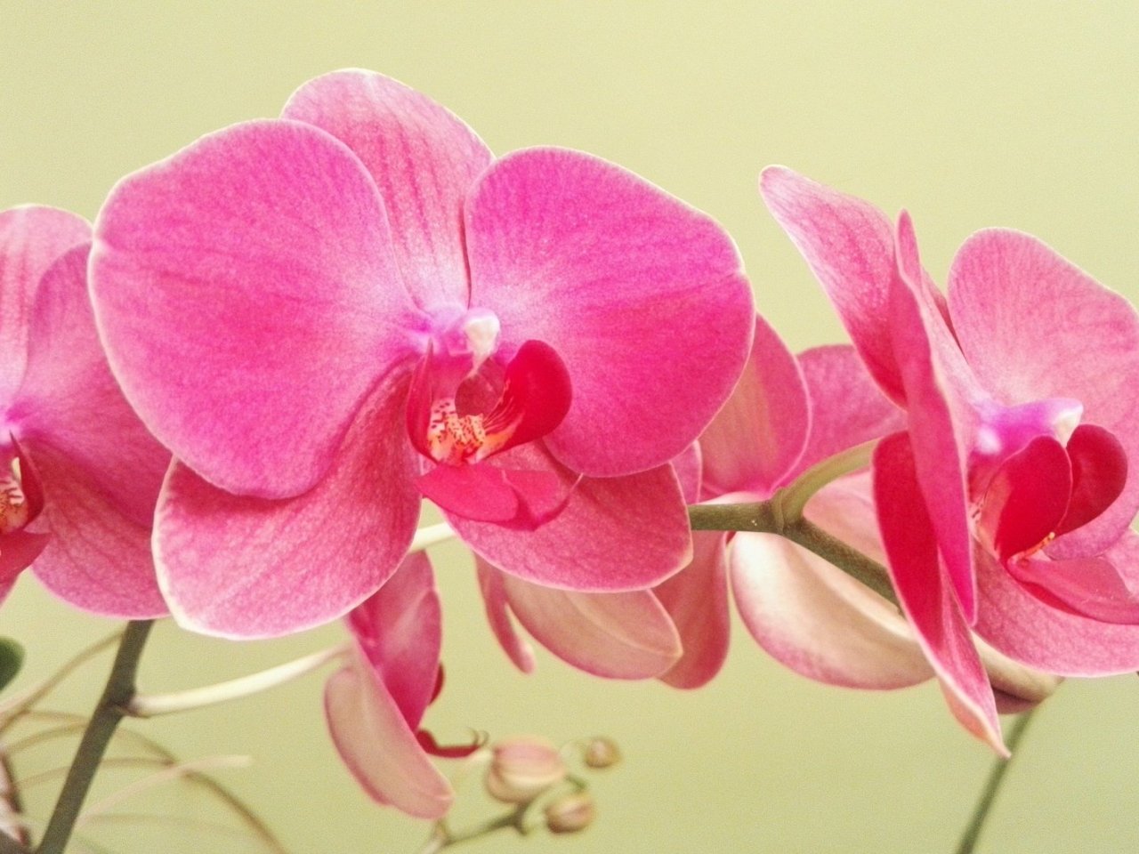 Pink Orchid Online Jigsaw Puzzle