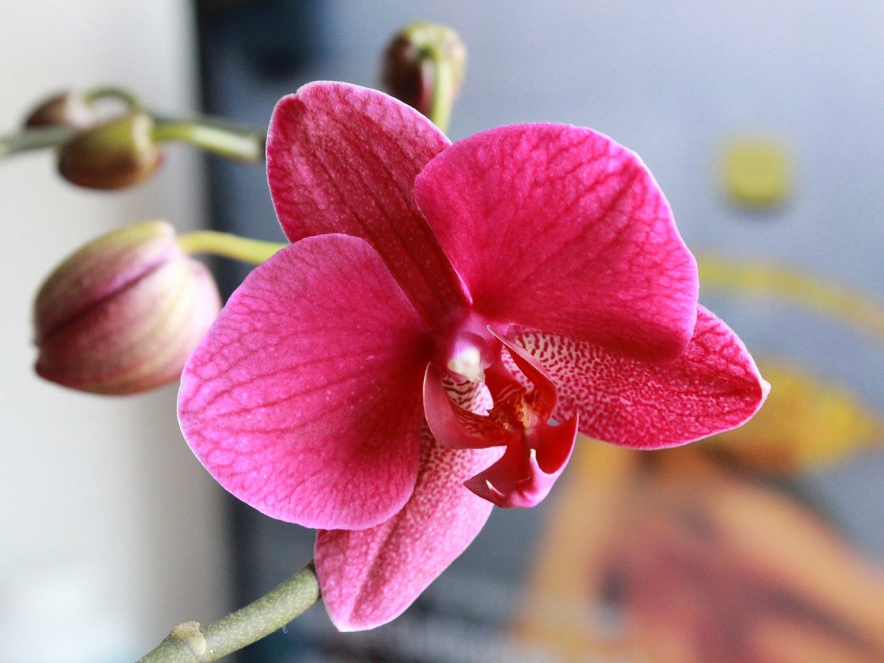 Blooming Orchid Online Jigsaw Puzzle