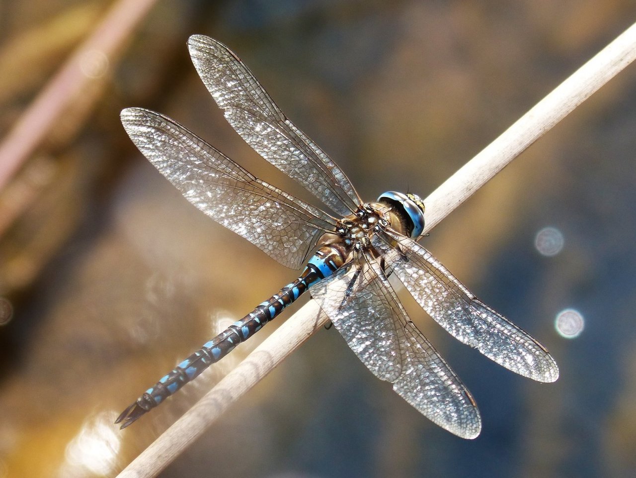 Dragonfly jigsaw puzzle