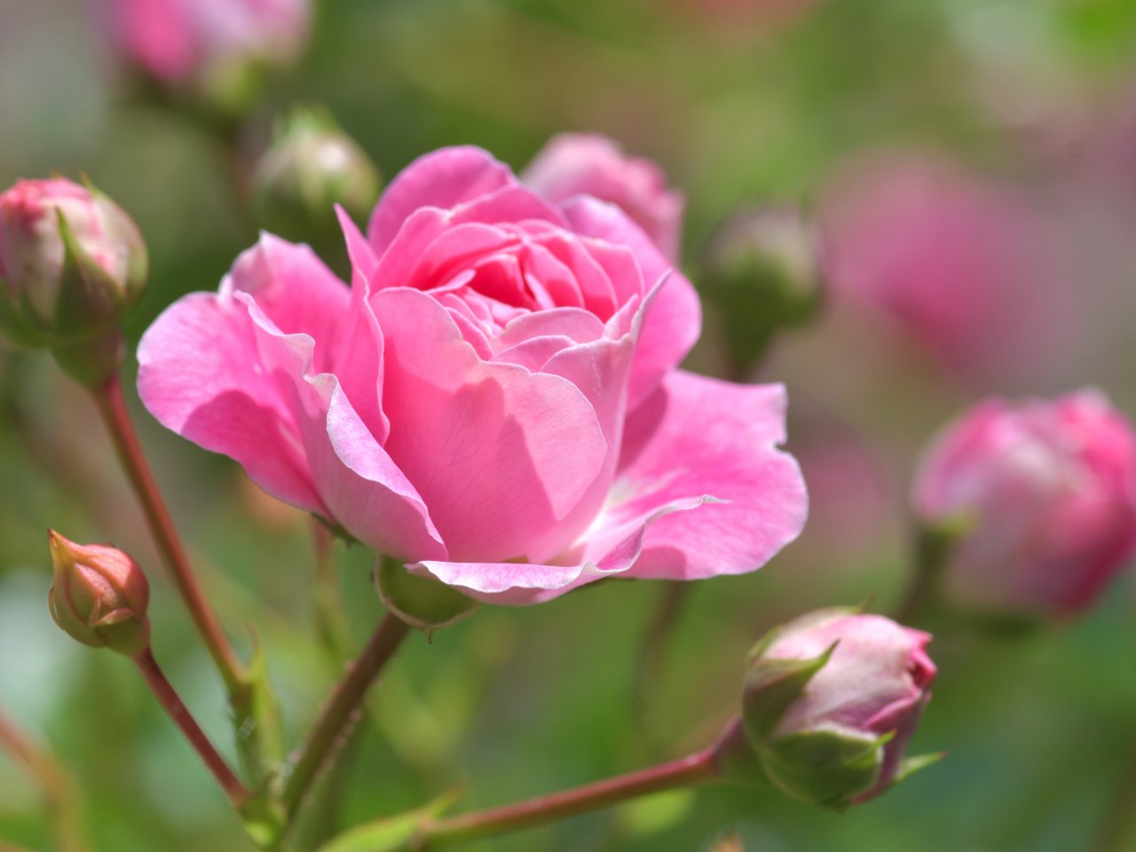 Pink Rose Blossom jigsaw puzzle