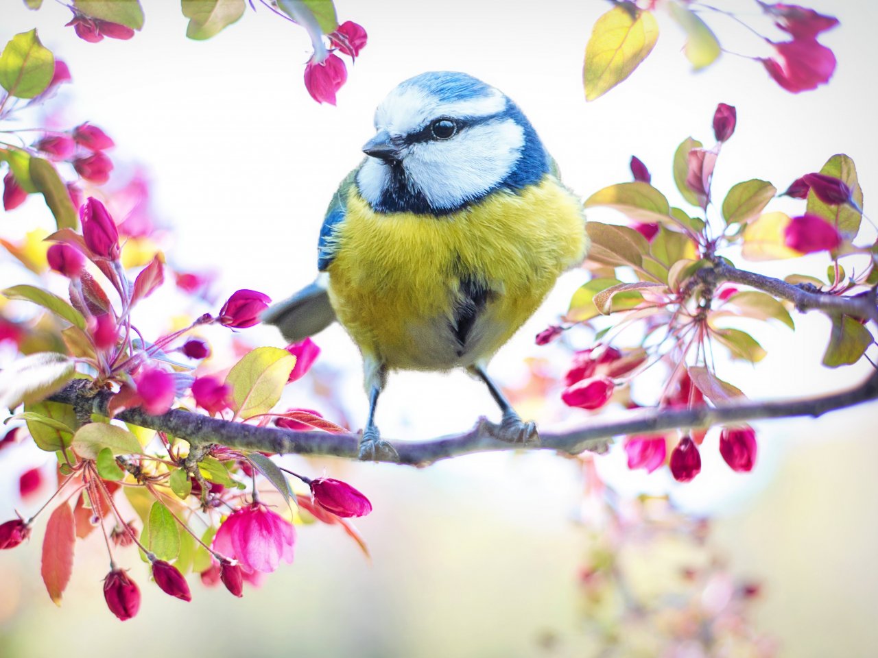 Great tit jigsaw puzzle