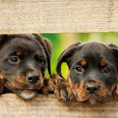 Puppies jigsaw puzzle